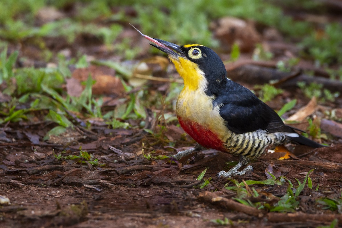 Yellow-fronted Woodpecker - ML391579951