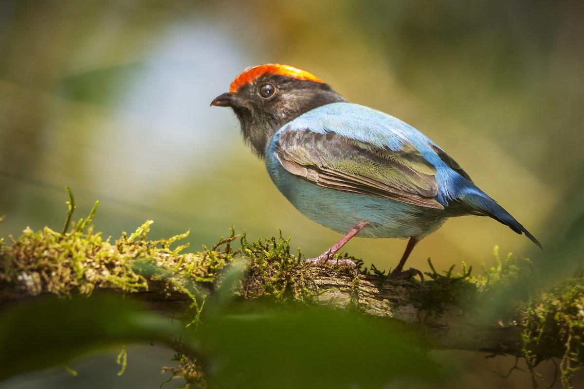 Swallow-tailed Manakin - ADRIAN GRILLI
