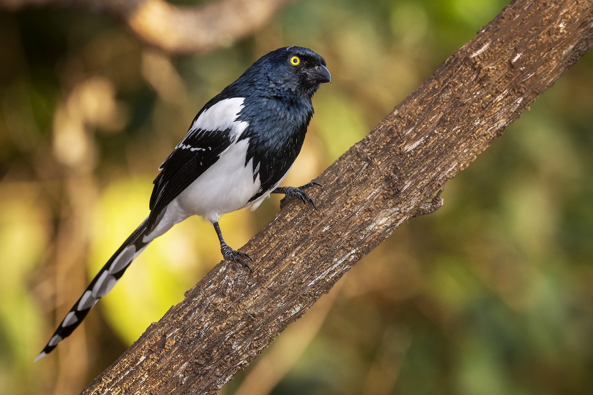 Magpie Tanager - ADRIAN GRILLI