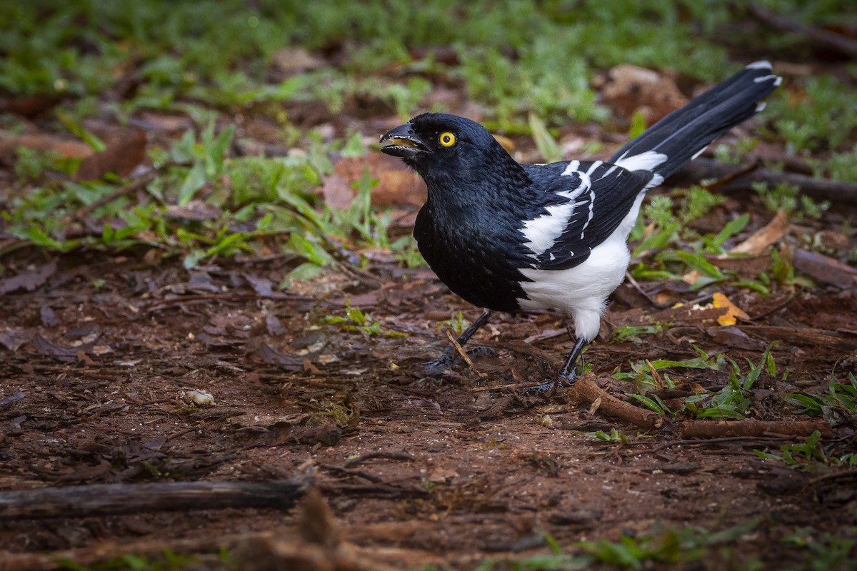 Magpie Tanager - ML391580721