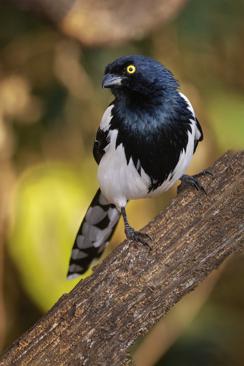Magpie Tanager - ML391580731