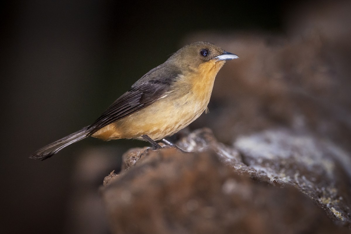 Black-goggled Tanager - ML391580751