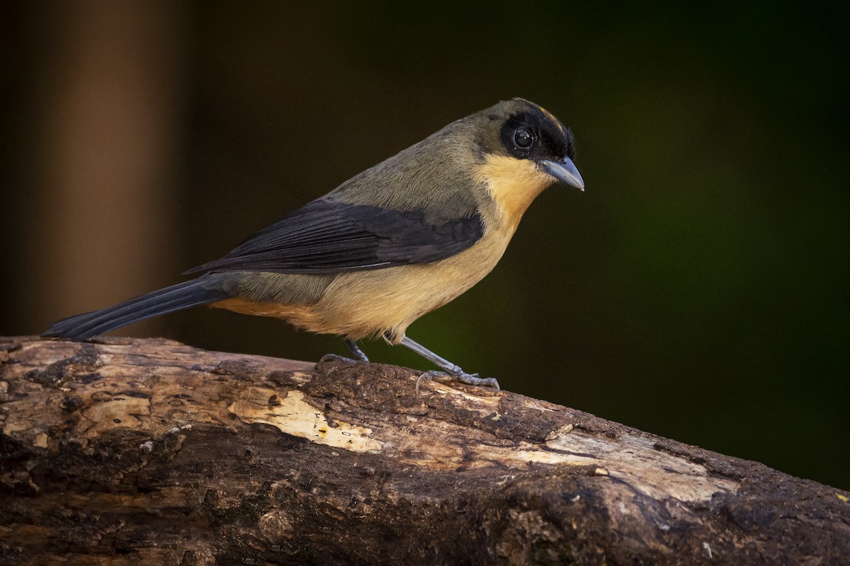 Black-goggled Tanager - ML391580761