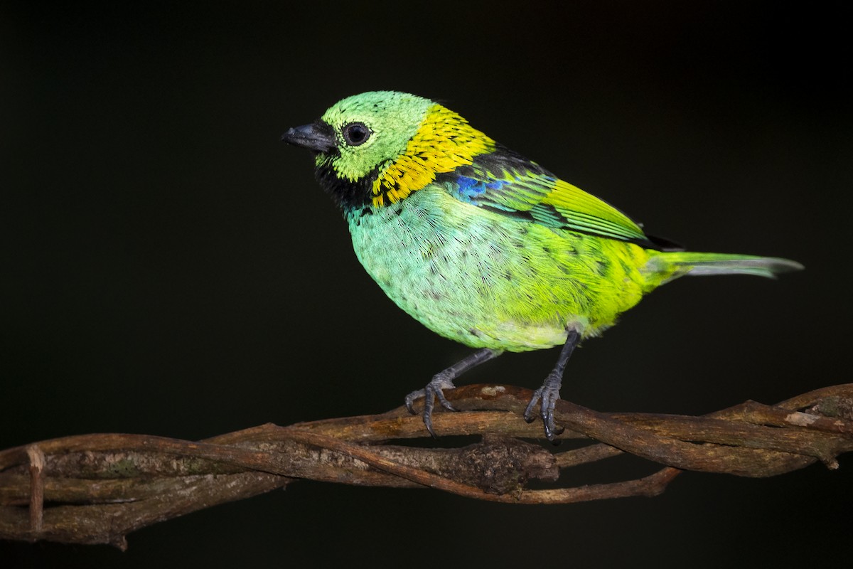 Green-headed Tanager - ML391581001