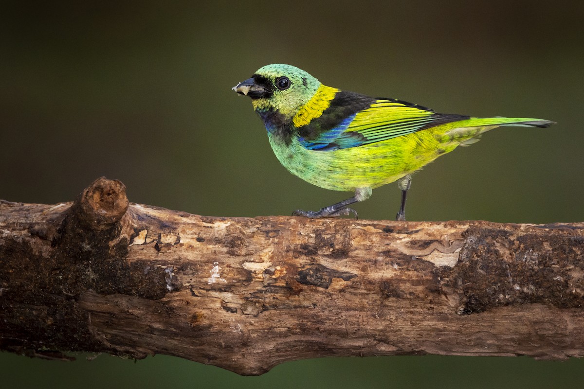 Green-headed Tanager - ML391581011