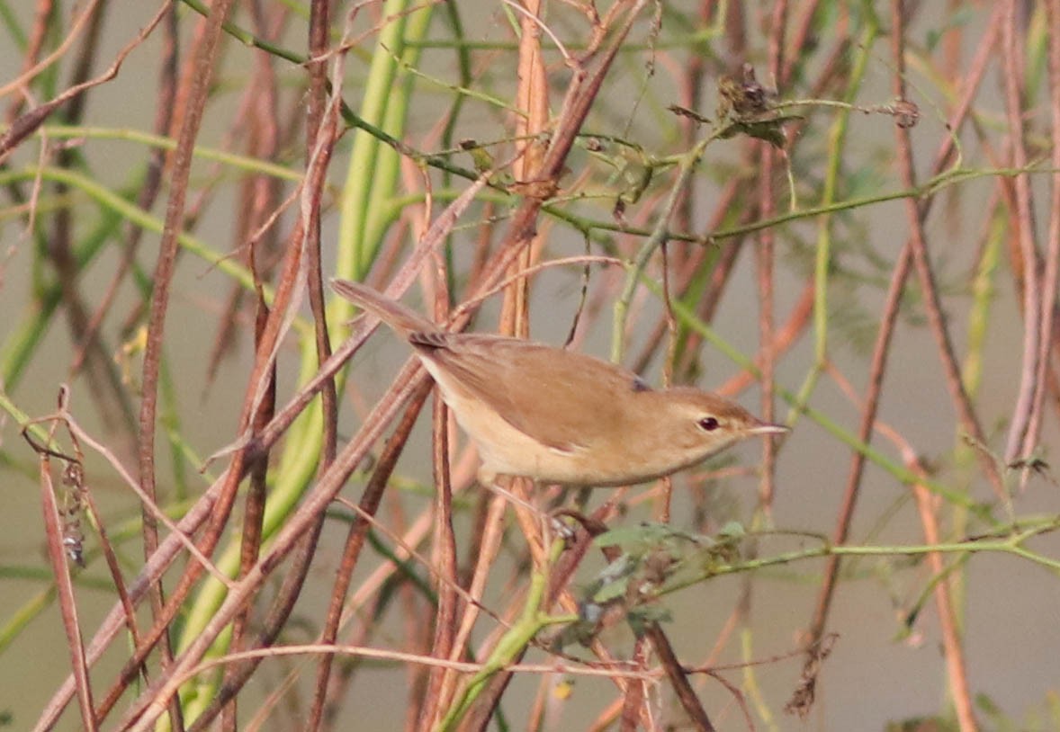 Booted Warbler - ML391581611