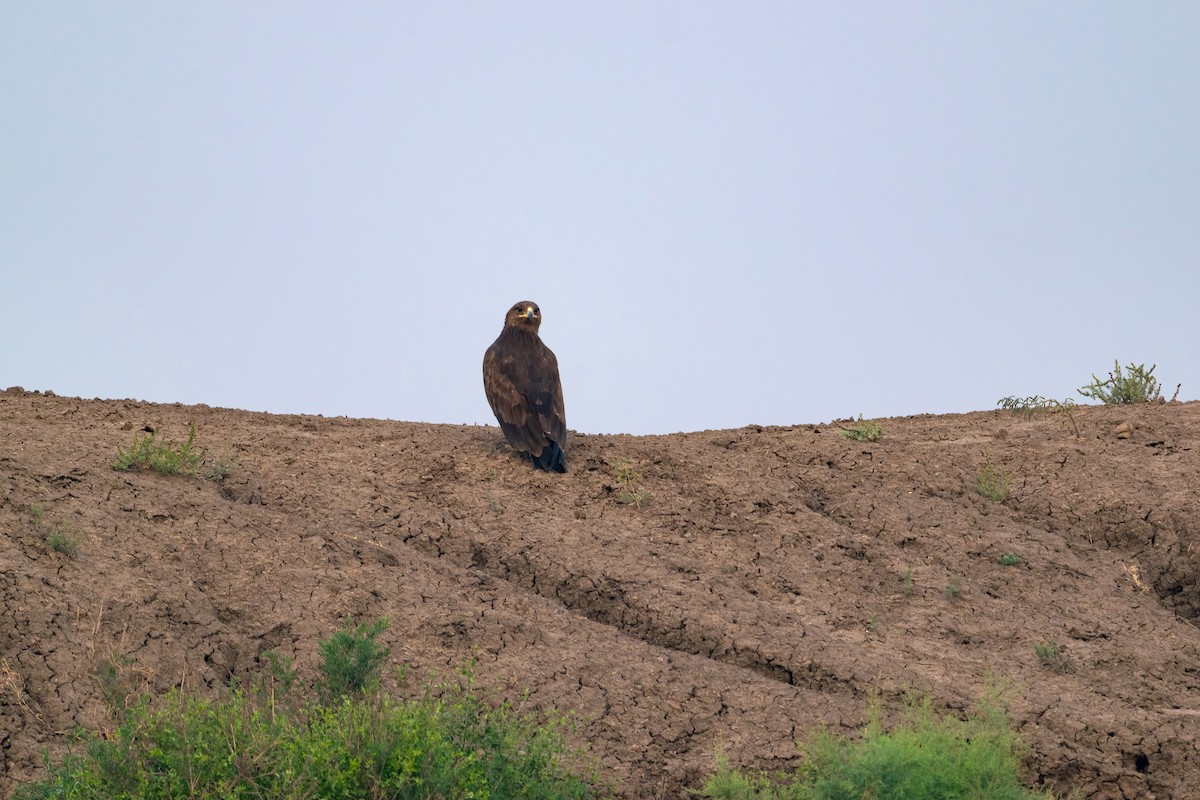 Greater Spotted Eagle - Hiren Khambhayta