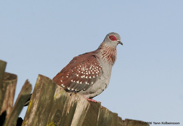 Speckled Pigeon - ML391588471