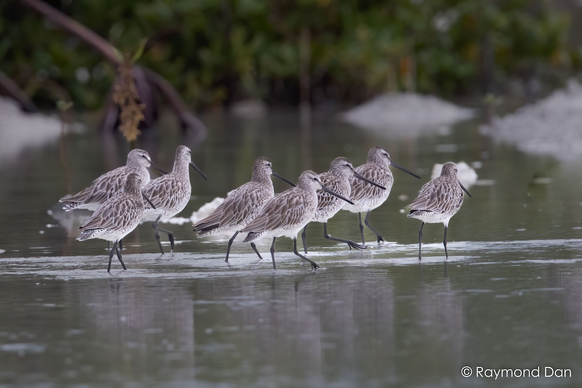 Asian Dowitcher - ML391597061