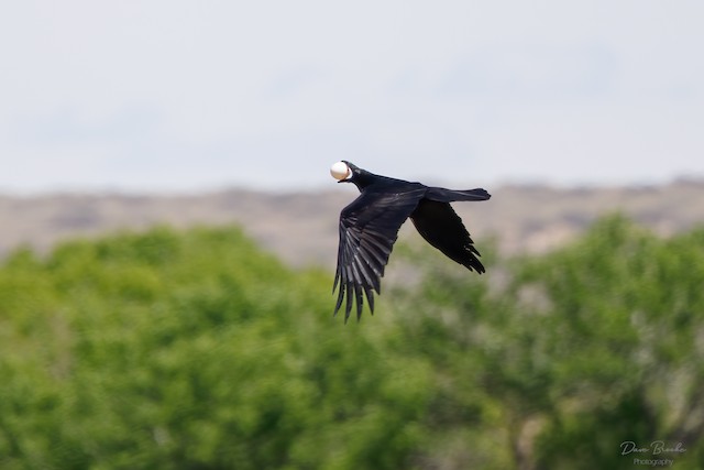 Corbeau à cou blanc - eBird