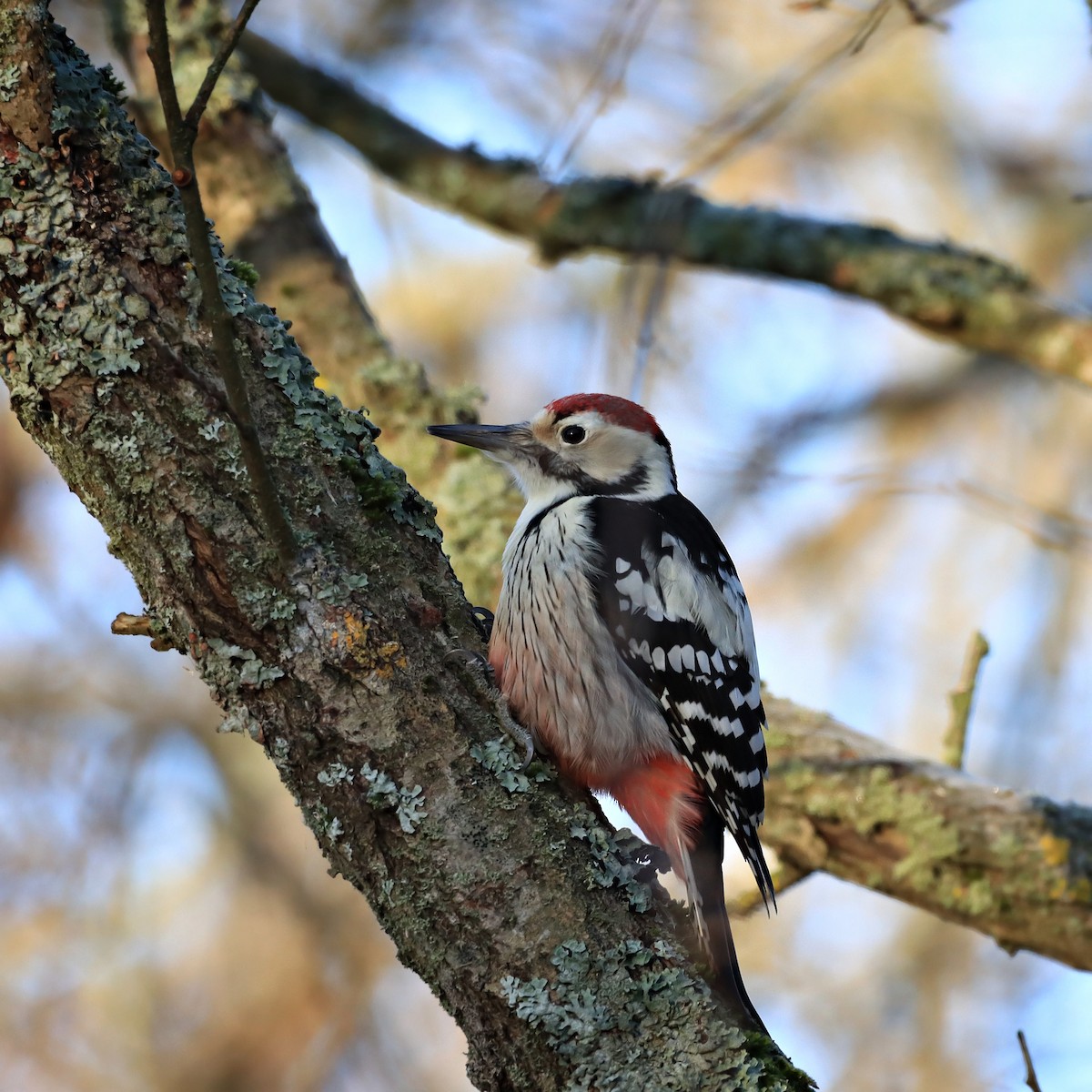 White-backed Woodpecker - Rego Ostonen