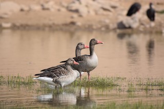 Graylag Goose, ML391607071