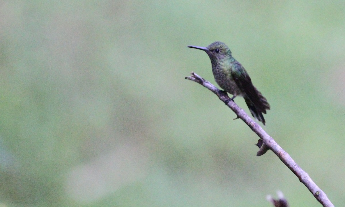 Scaly-breasted Hummingbird - ML39161491