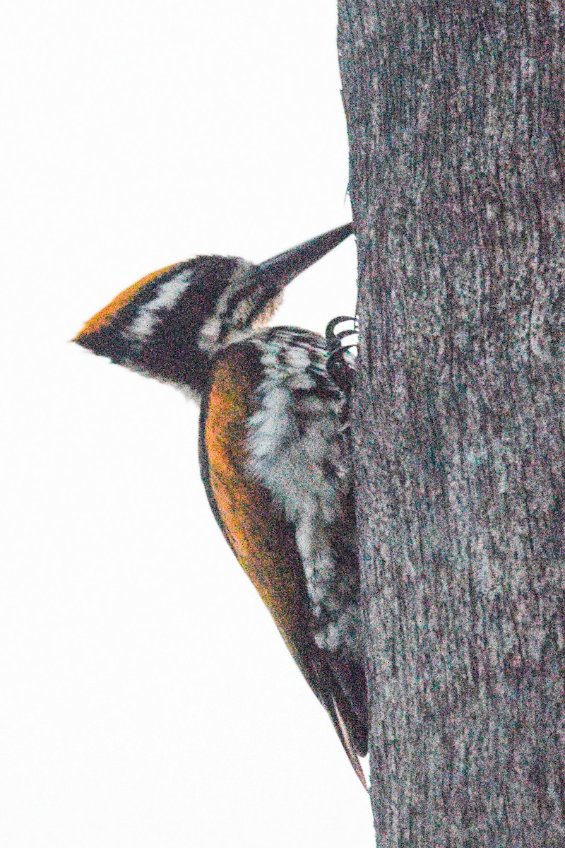 White-naped Woodpecker - ML391618111