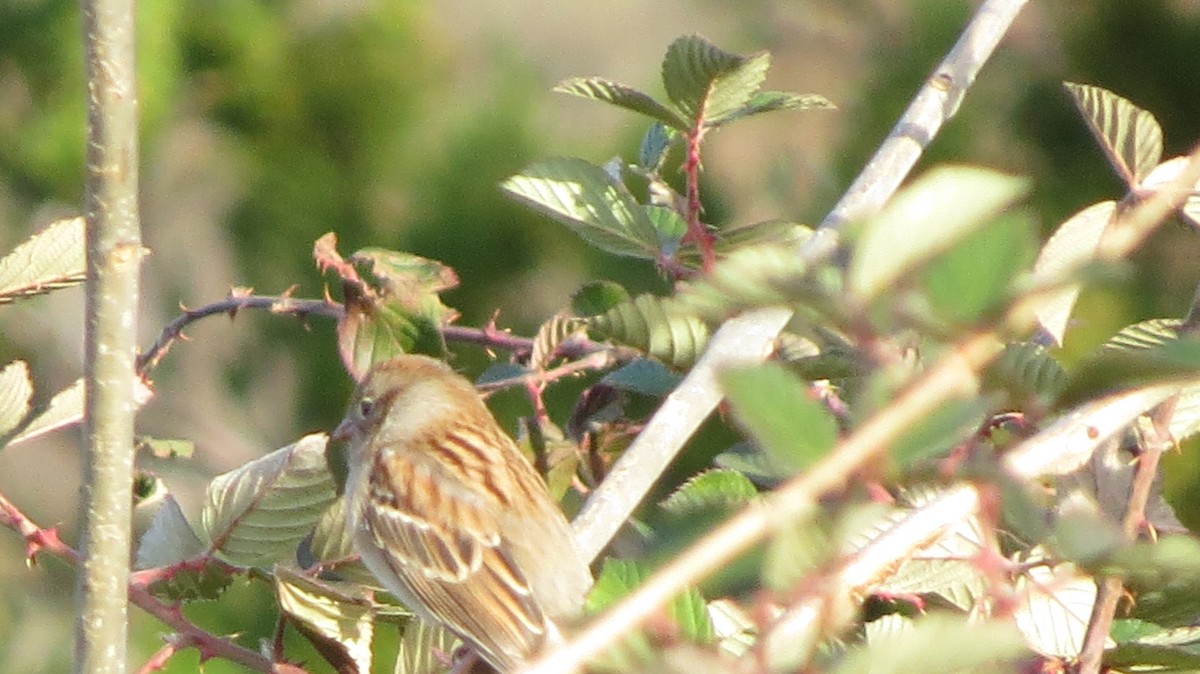 Field Sparrow - ML391619621