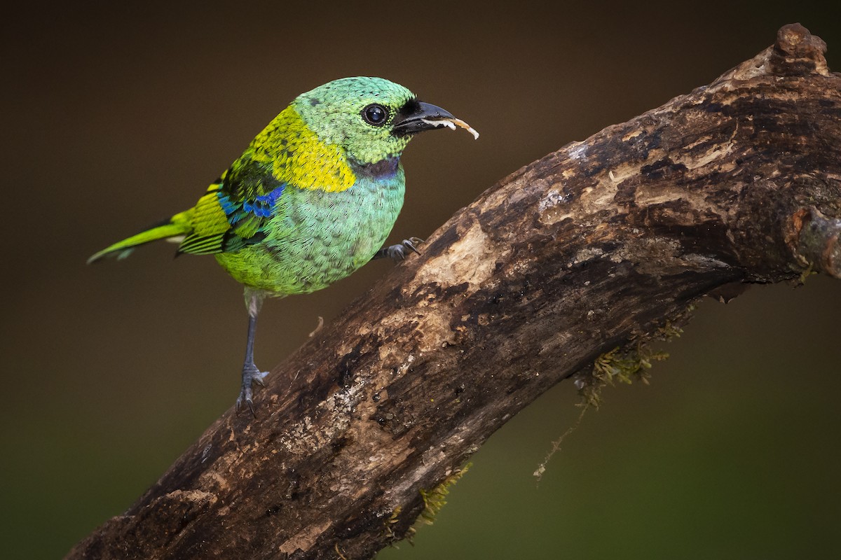 Green-headed Tanager - ML391619961