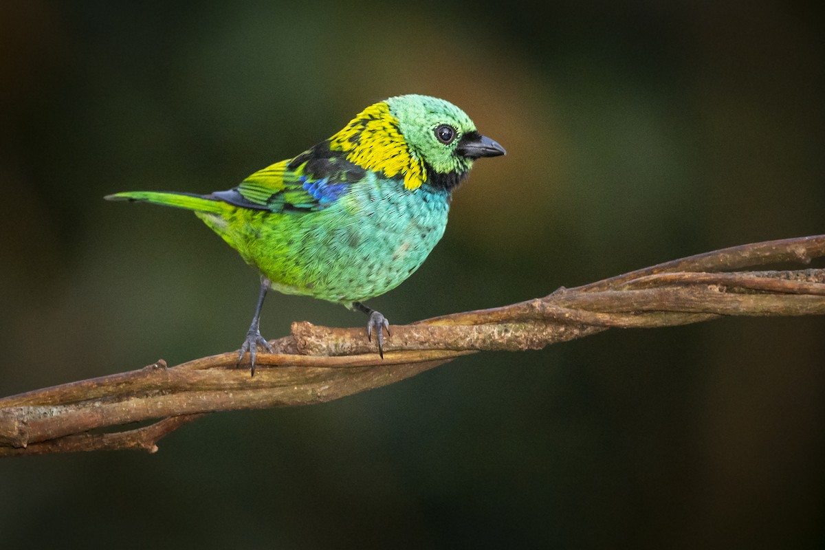 Green-headed Tanager - ML391619981