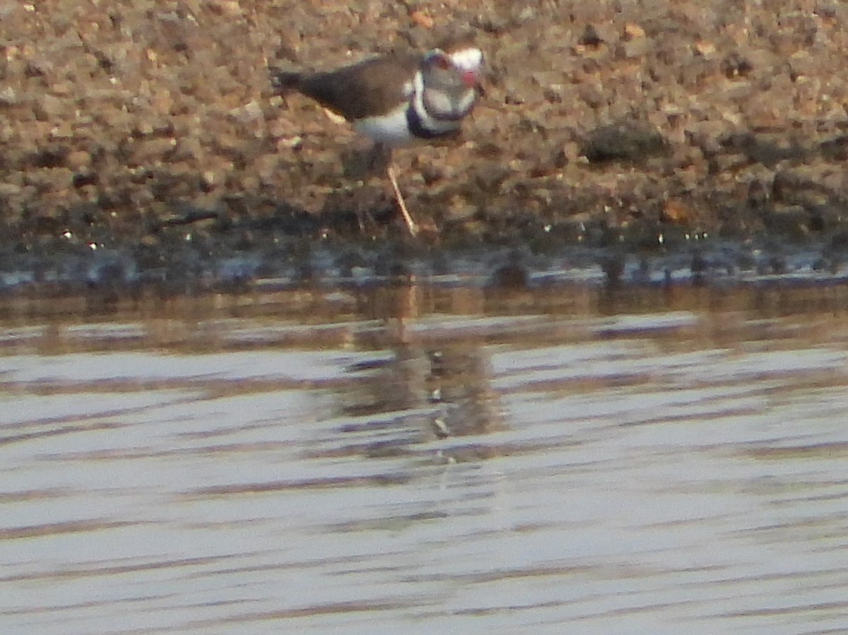 Three-banded Plover - ML391624201