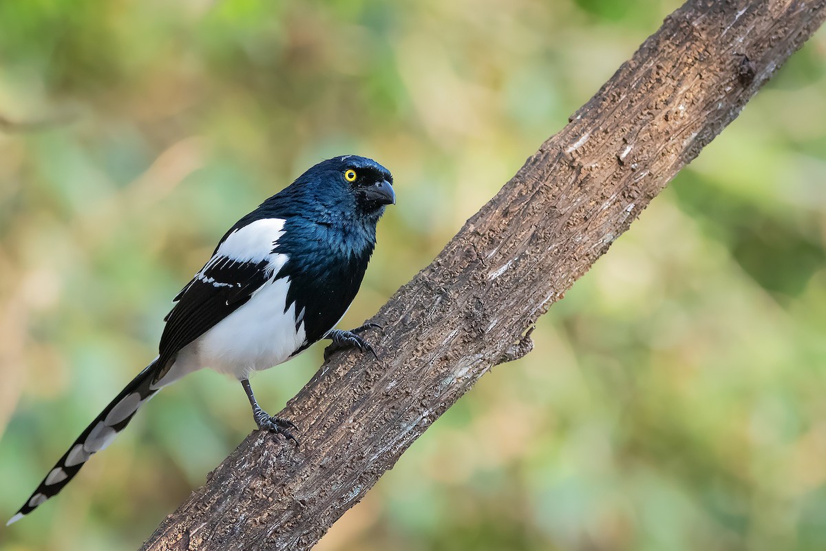 Magpie Tanager - ML391624301