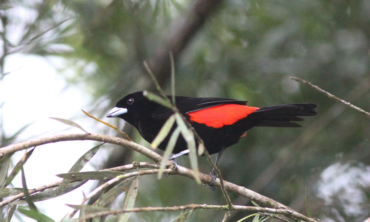 Scarlet-rumped Tanager (Passerini's) - ML39162471