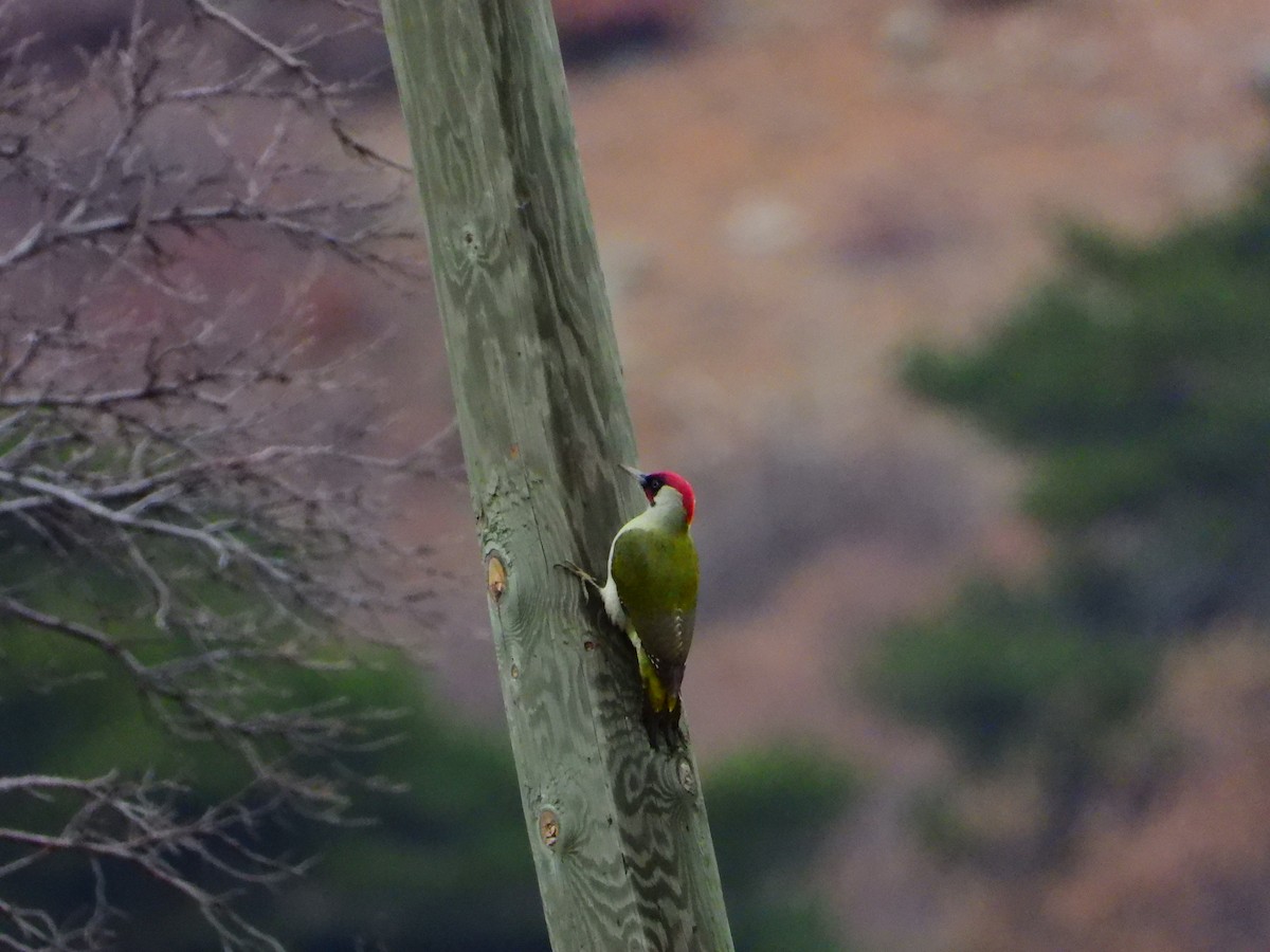 Eurasian Green Woodpecker - ML391626741
