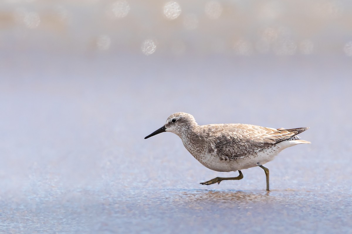 Red Knot - ML391627671