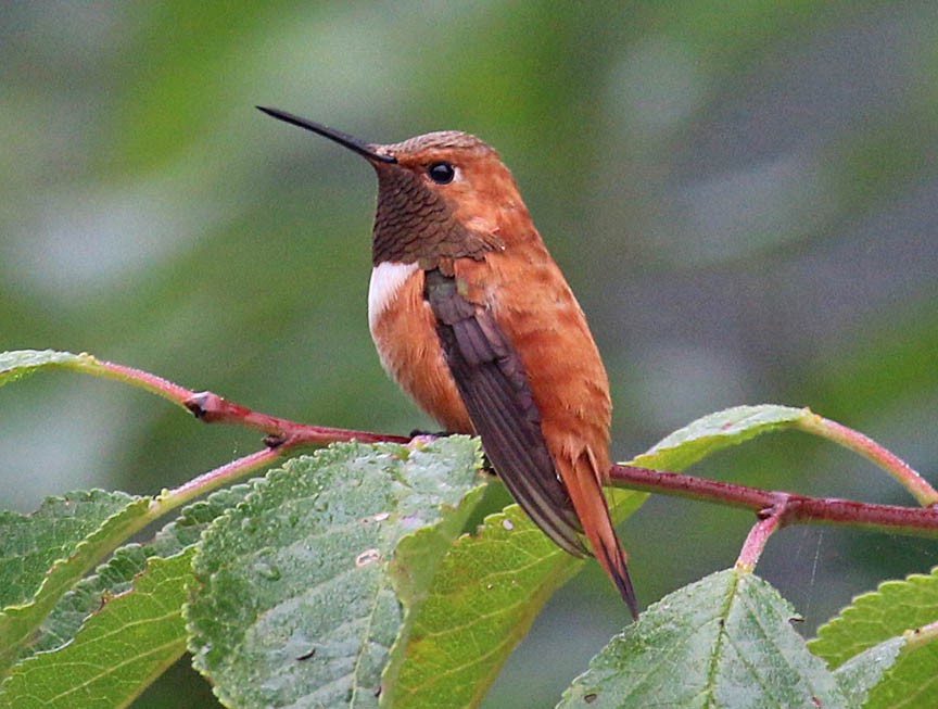 Rufous Hummingbird - ML39162841