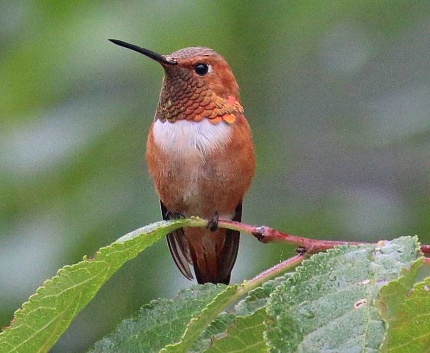Rufous Hummingbird - Mark Dennis