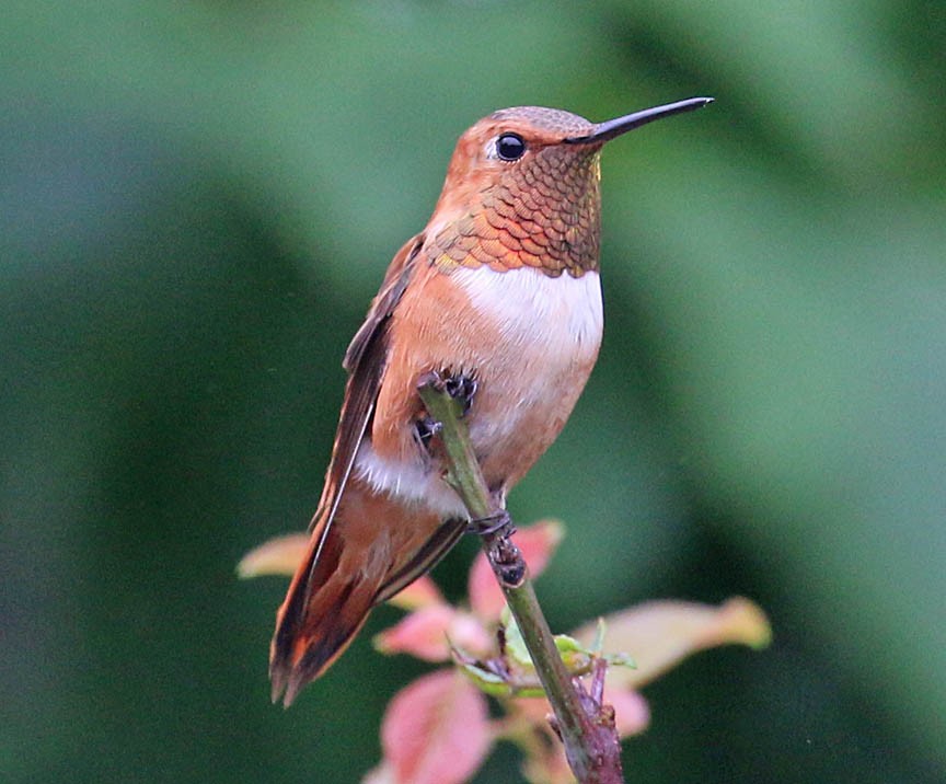 Rufous Hummingbird - Mark Dennis