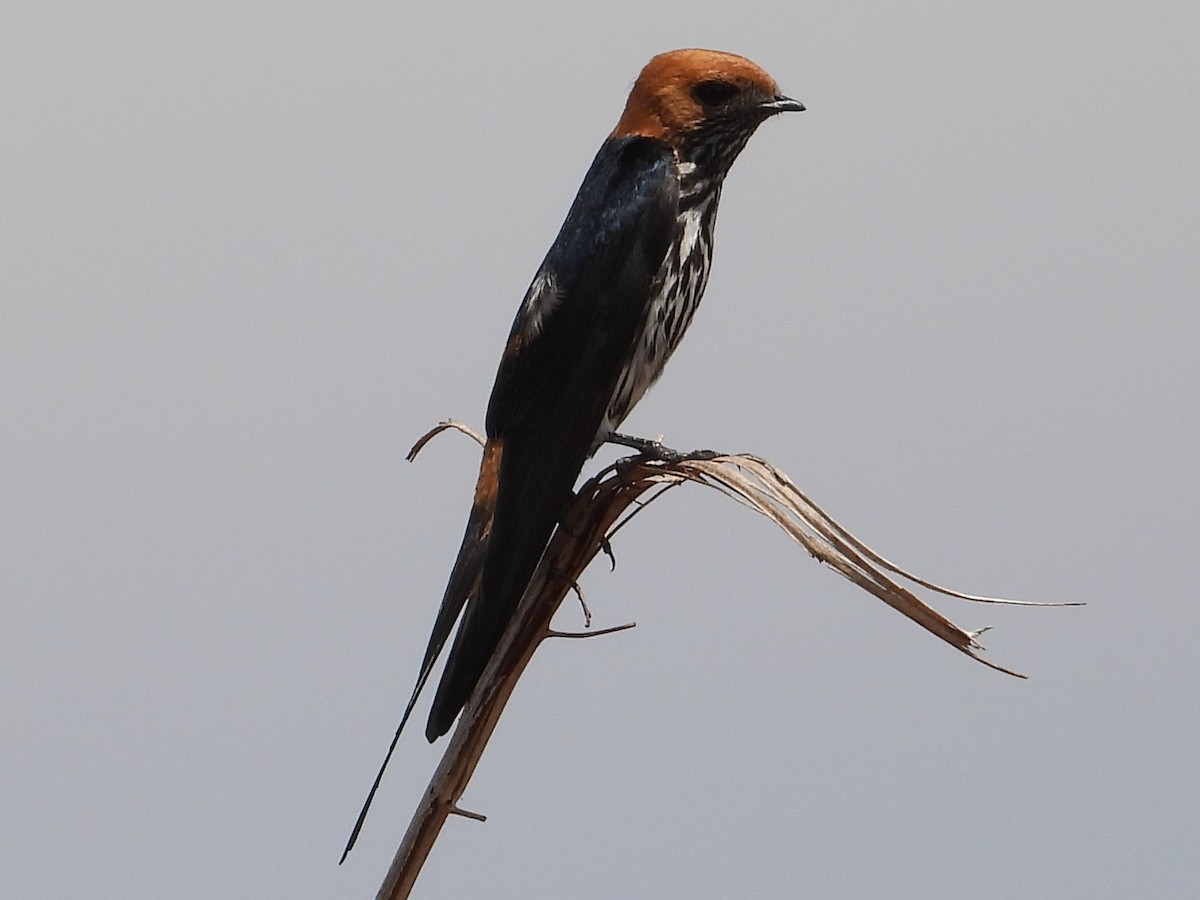 Lesser Striped Swallow - ML391629131