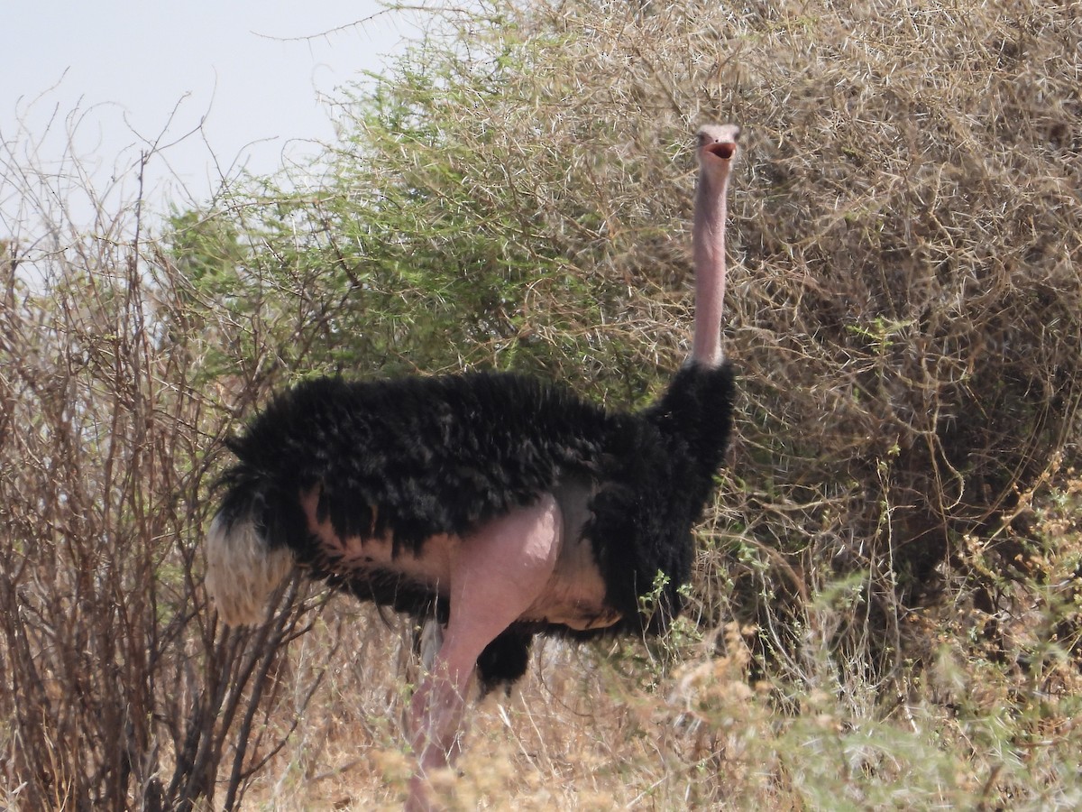 Африканский страус - ML391629311