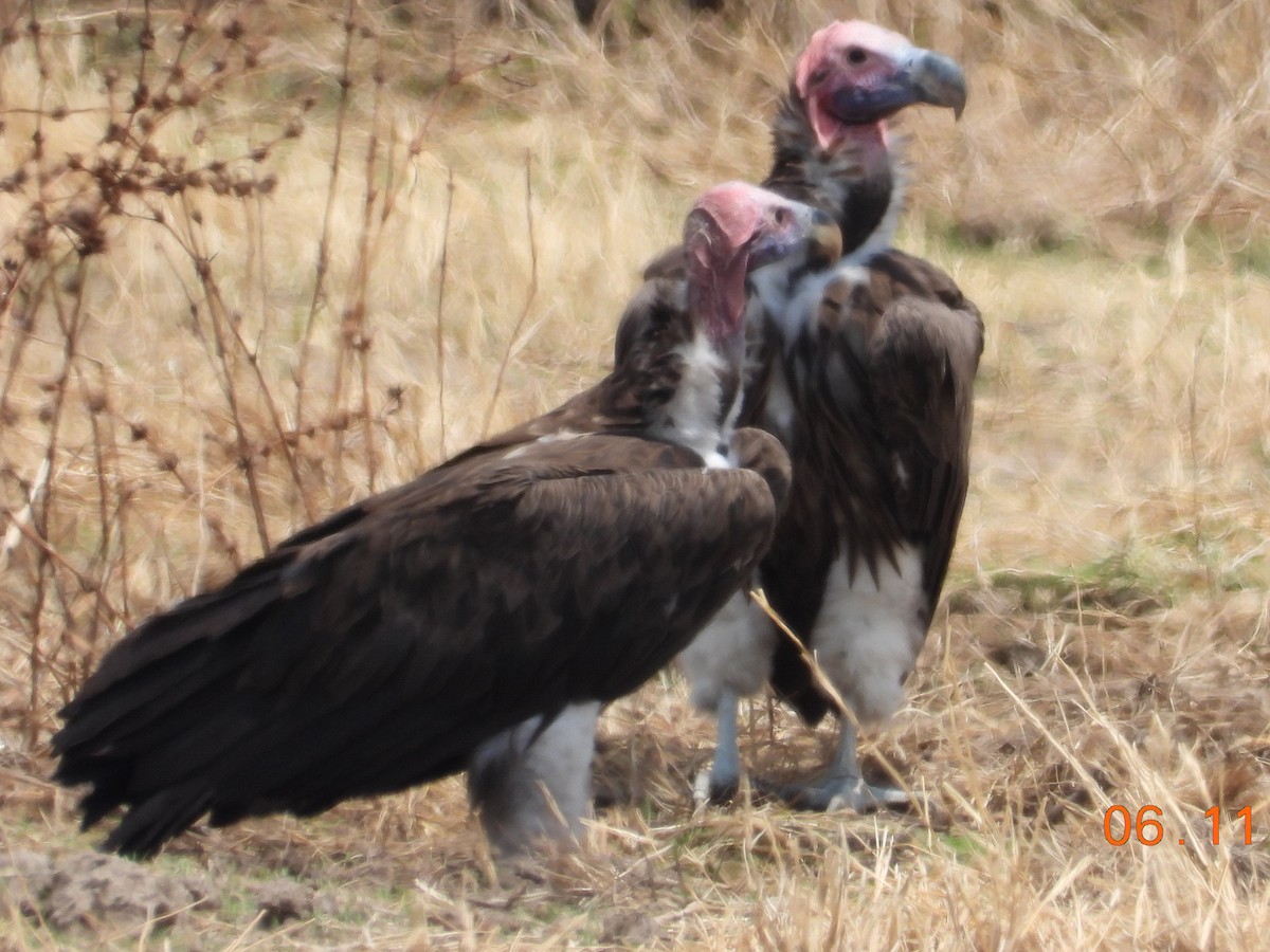 Lappet-faced Vulture - ML391629641