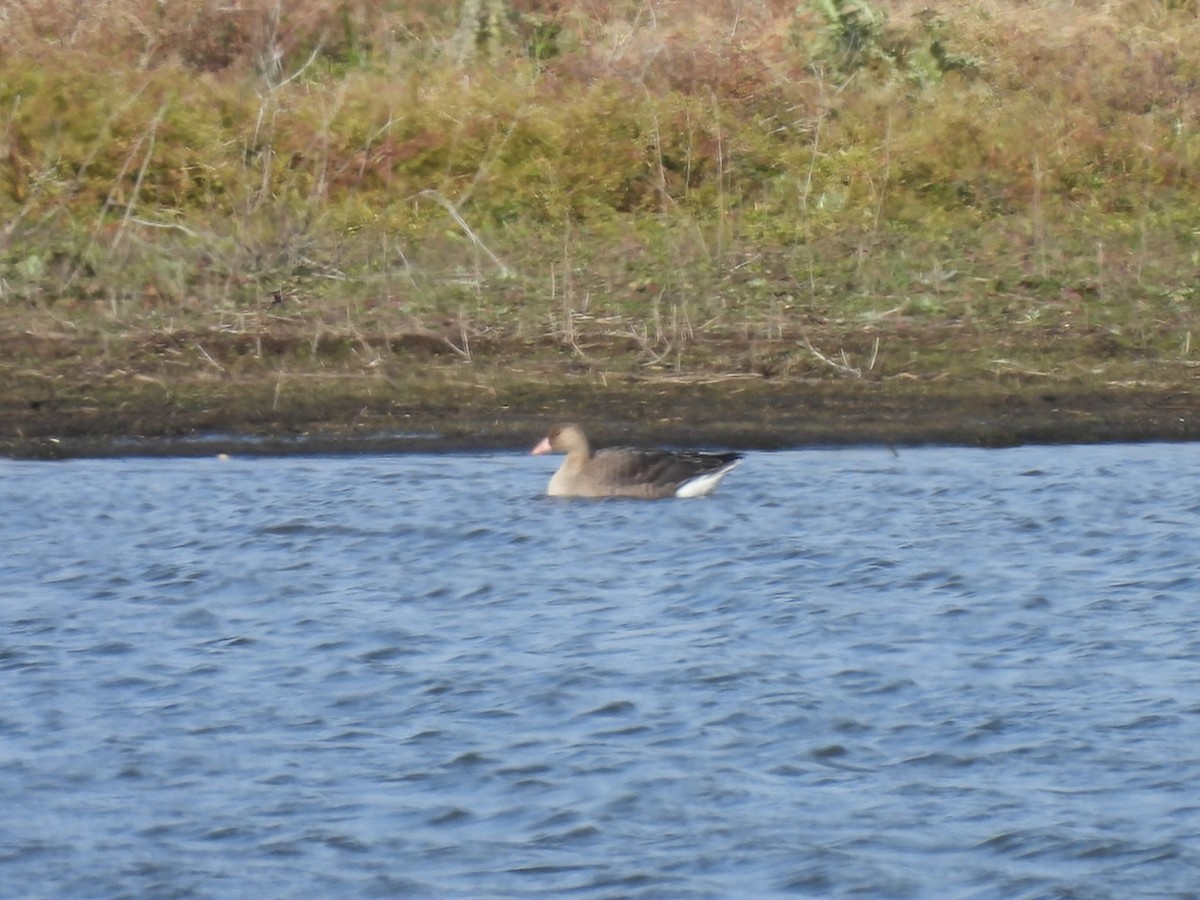 Greater White-fronted Goose - ML391636291