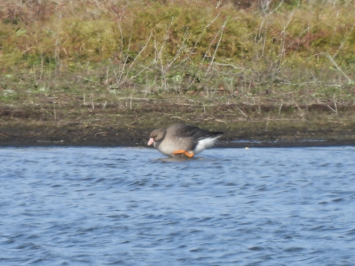 Greater White-fronted Goose - ML391636331
