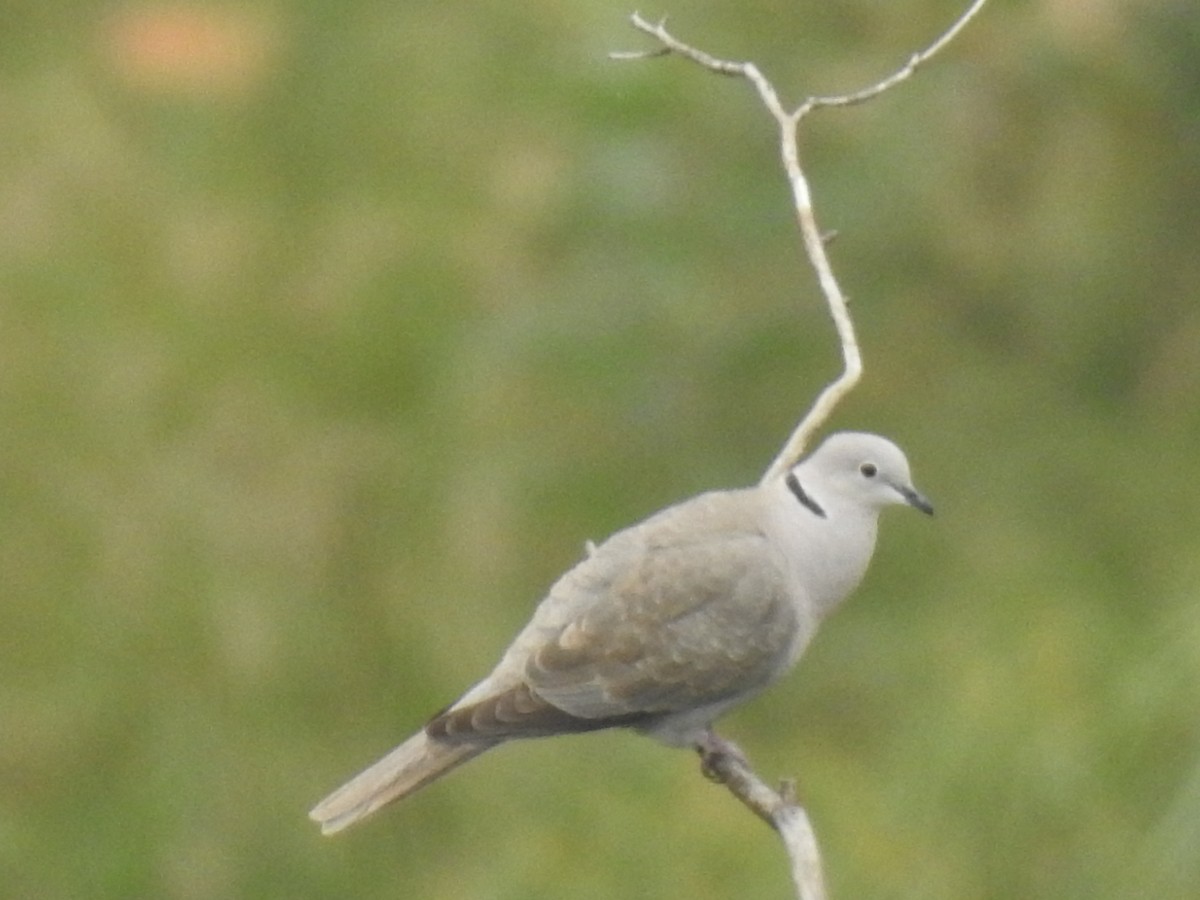 Eurasian Collared-Dove - ML391641291