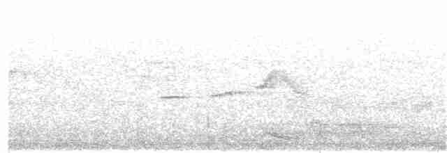 Plumbeous Kite - ML391644321