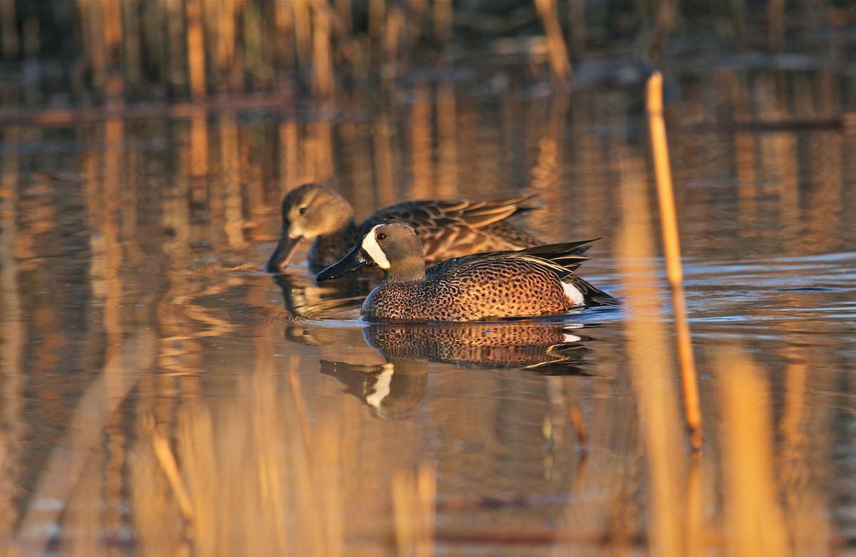 Blue-winged Teal - ML39164951