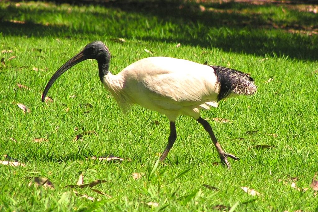 ibis australský - ML391651701