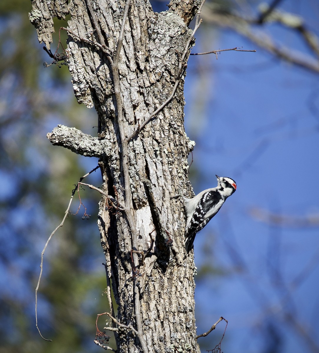 Downy Woodpecker - Ron Grimes