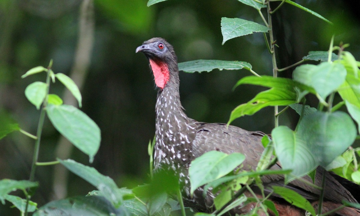 Crested Guan - ML39165581