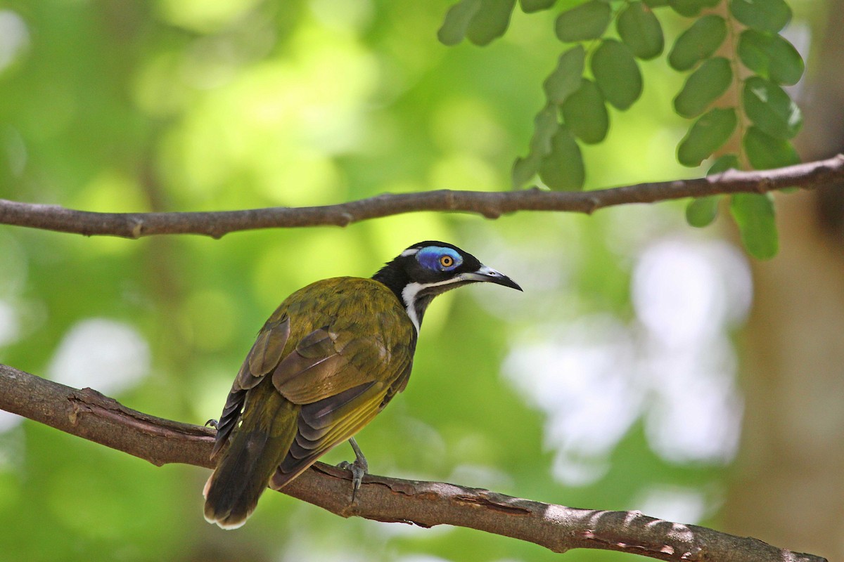 Blue-faced Honeyeater (White-quilled) - ML391657131