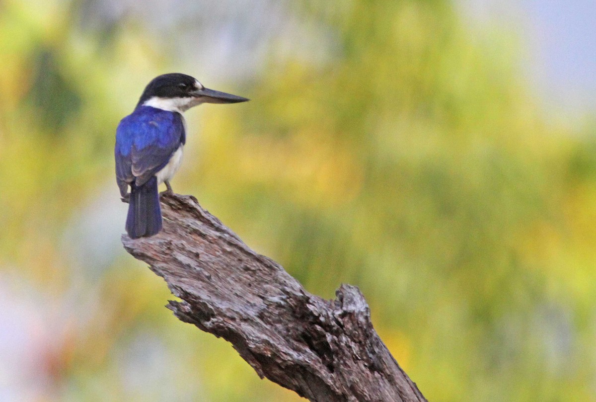 Forest Kingfisher - ML391657291
