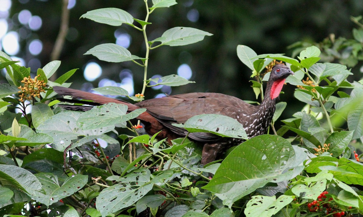 Crested Guan - ML39165791
