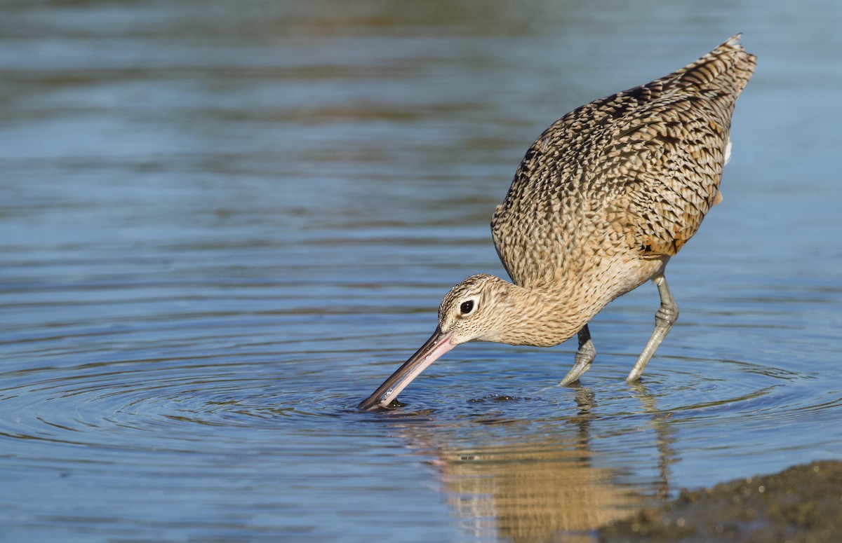 Long-billed Curlew - ML391661551
