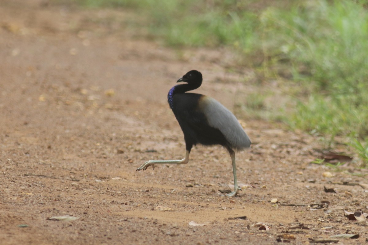 Gray-winged Trumpeter - Gil Ewing
