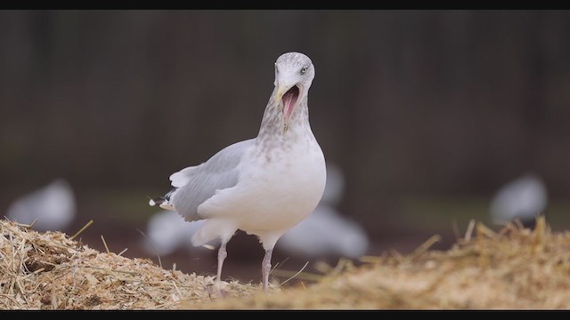 Herring Gull (American) - ML391667411