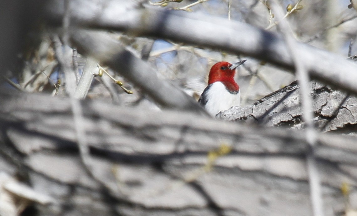 Red-headed Woodpecker - ML391669411