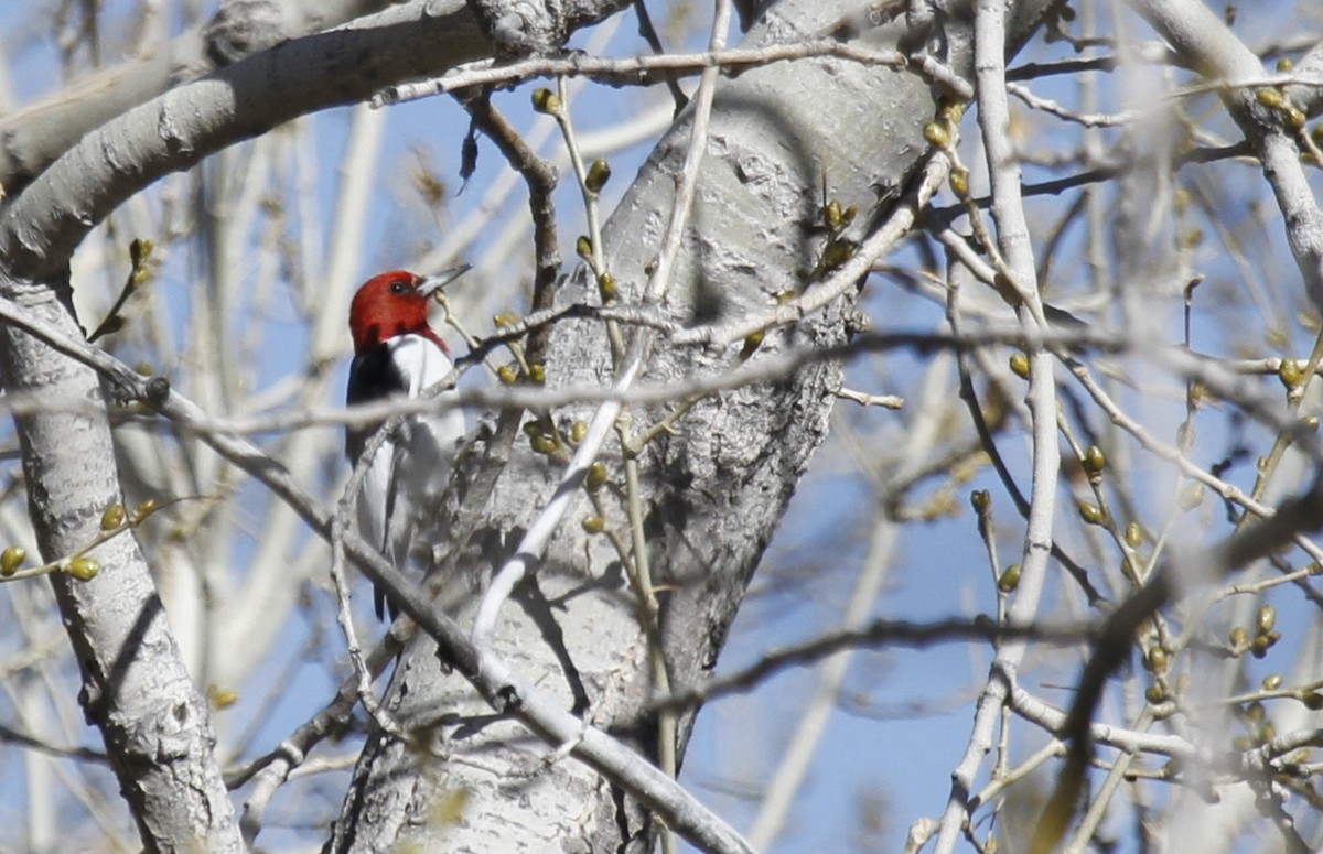 Red-headed Woodpecker - ML391669421