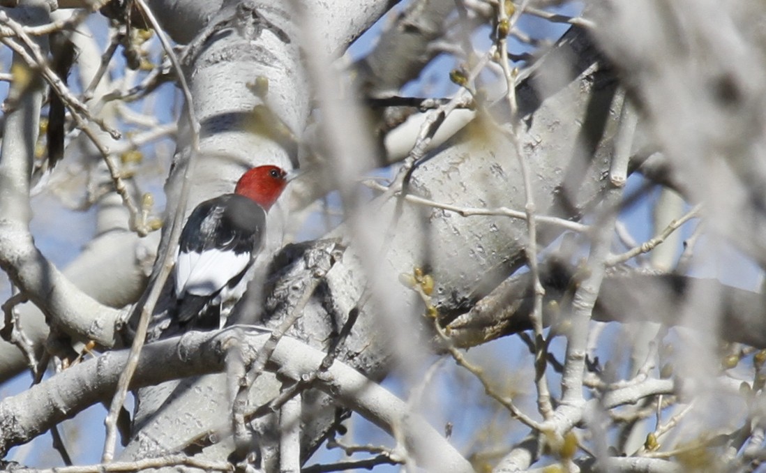 Red-headed Woodpecker - ML391669431