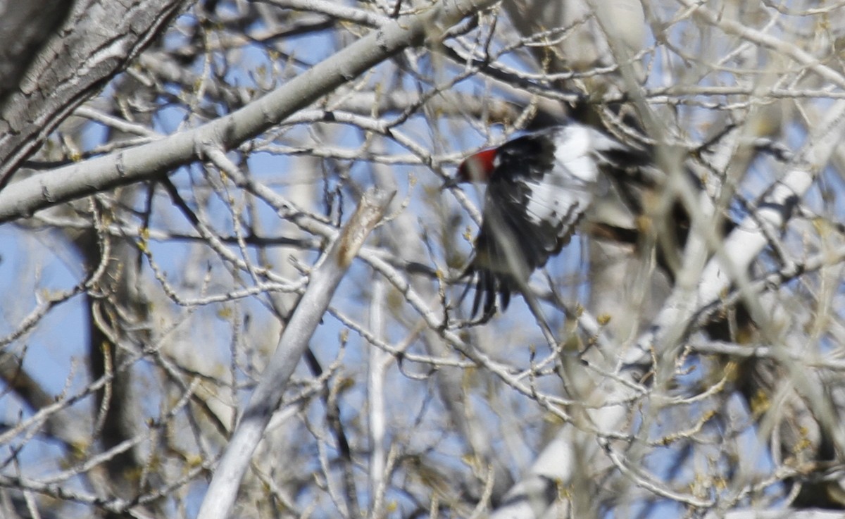 Red-headed Woodpecker - ML391669441